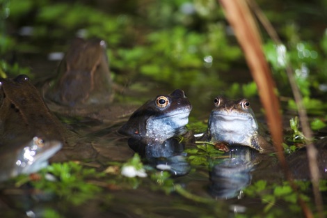 Frogs in a pond